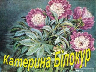 Катерина Білокур Автор: Іовженко Л.М. 