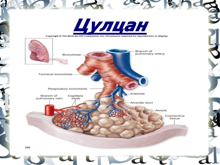 цулцан