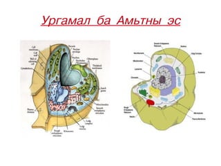 үзүүлэн