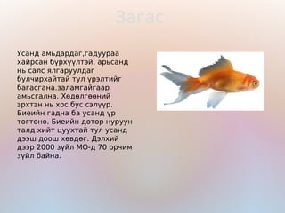 Загас

Усанд амьдардаг,гадуураа
хайрсан бүрхүүлтэй, арьсанд
нь салс ялгаруулдаг
булчирхайтай тул үрэлтийг
багасгана.заламгайгаар
амьсгална. Хөдөлгөөний
эрхтэн нь хос бус сэлүүр.
Биеийн гадна ба усанд үр
тогтоно. Биеийн дотор нуруун
талд хийт цуухтай тул усанд
дээш доош хөвдөг. Дэлхий
дээр 2000 зүйл МО-д 70 орчим
зүйл байна.
 