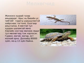 Мөлхөгчид

Жинхэнэ хуурай газар
амьдардаг. Арьс нь биеийн ус
чийгийг гадагш ууршуулахгүй
хайрснаас тогтоно. Уушгаар
амьсгална. 4 мөчтэй тул
хурдан шаламгай явна.
Хэвлийн хэсгээр мөлхөж явдаг
тул мөлхөгчид гэж нэрлэсэн.
Гүрвэл, могой, матар, яст
мэлхий орно. Дэлхийд 80000
зүйл, мо-д 13 зүйл байна.
 
