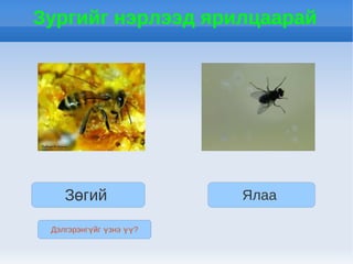 Зургийг нэрлээд ярилцаарай




    Зөгий                Ялаа

 Дэлгэрэнгүйг үзнэ үү?
 