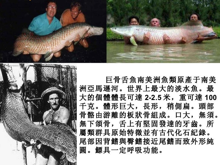 尋找世界上最大的淡水魚