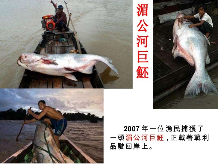 尋找世界上最大的淡水魚 尋找世界上最大的淡水魚