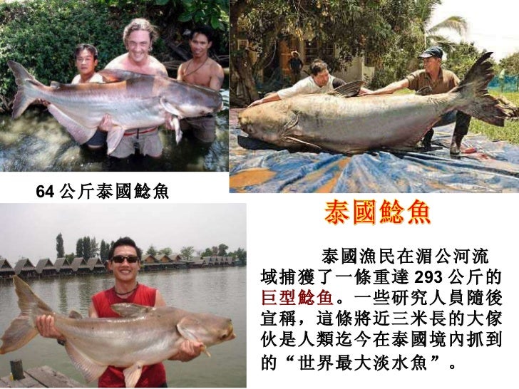 尋找世界上最大的淡水魚 尋找世界上最大的淡水魚