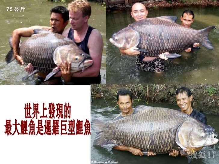 尋找世界上最大的淡水魚 尋找世界上最大的淡水魚