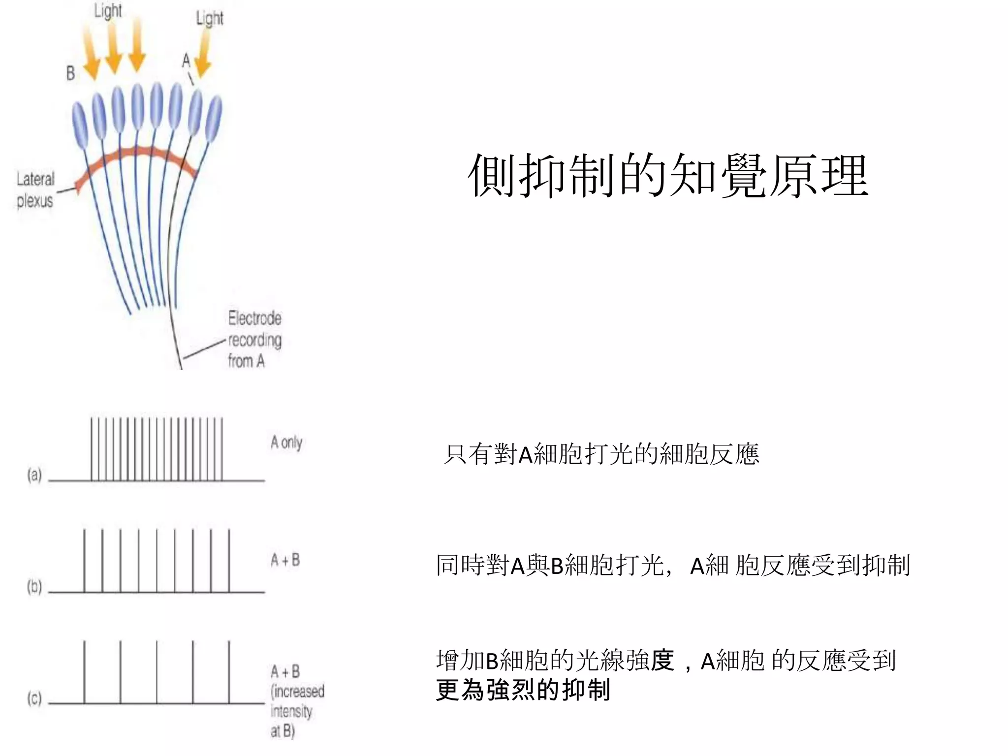 側抑制 | PPTX
