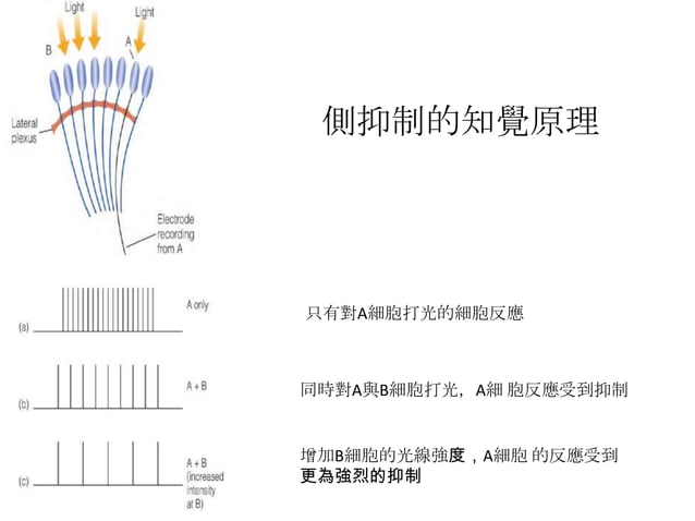 側抑制 PPT