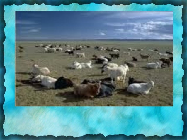 таван хошуу мал