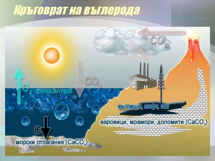Кръговрат на азота и въглерода