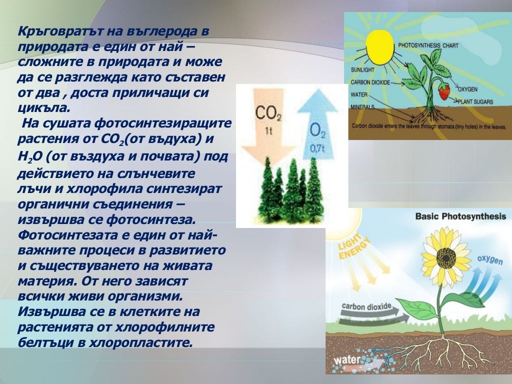 Кръговрат на азота и въглерода