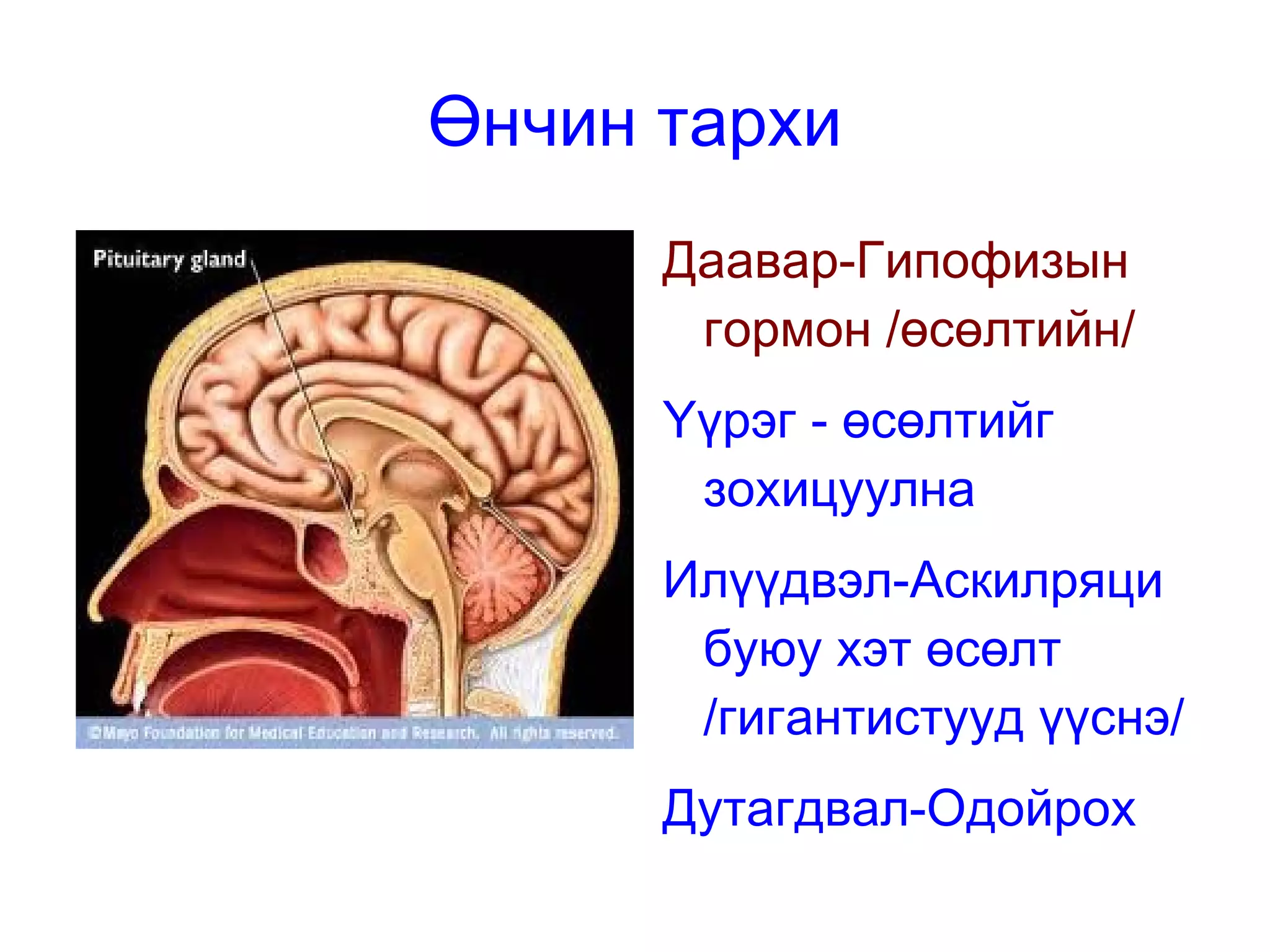 дотоод шүүрлийн булчирхай | PPT