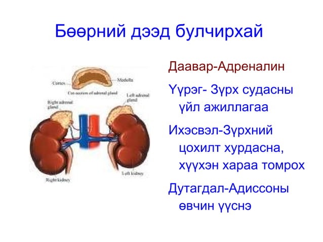 дотоод шүүрлийн булчирхай
