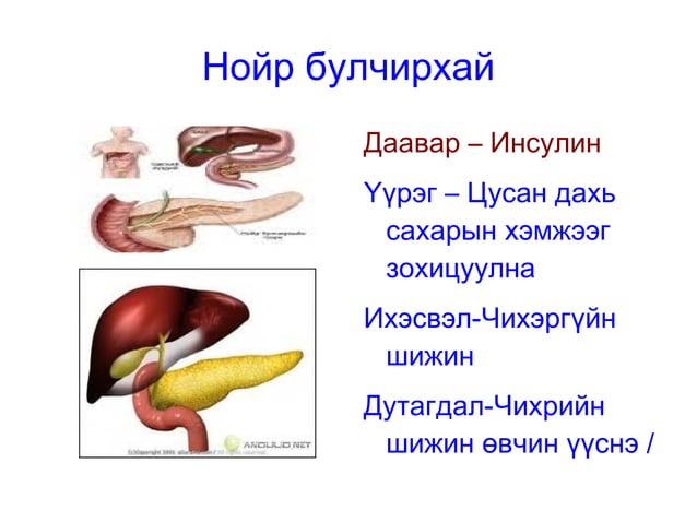 дотоод шүүрлийн булчирхай | PPT