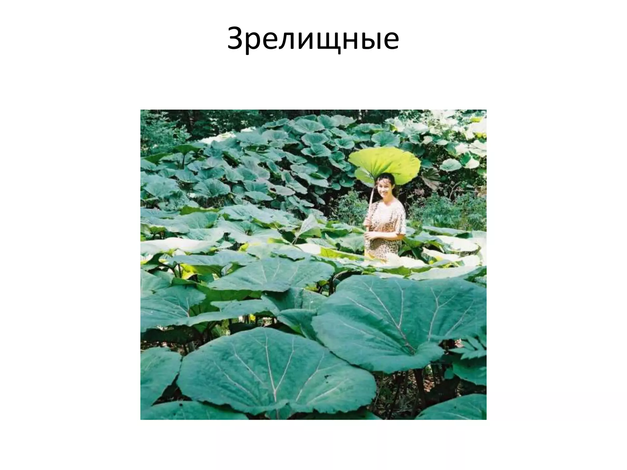 Зрелищные 