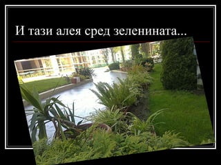 И тази алея сред зеленината... 