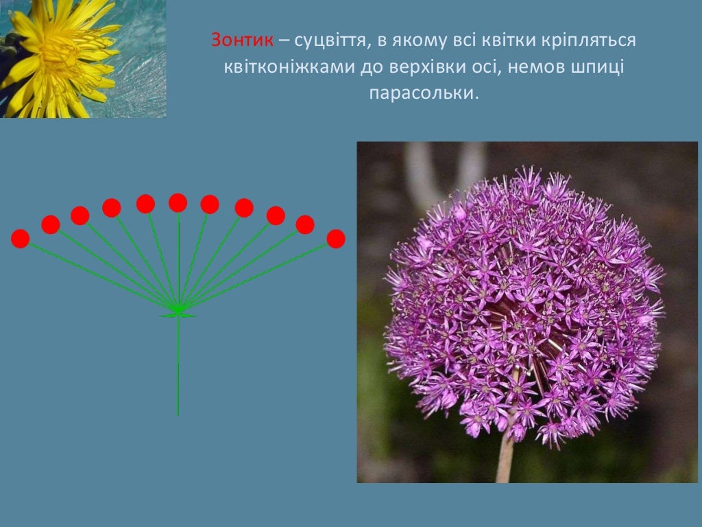 Суцвіття
