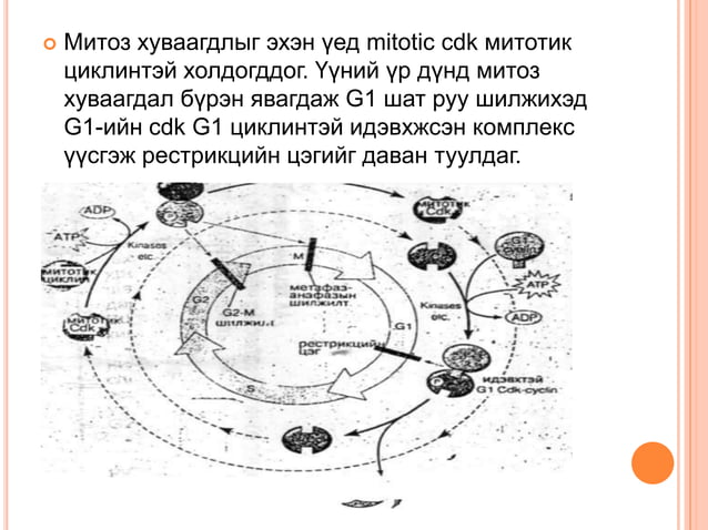 эсийн мөчлөг