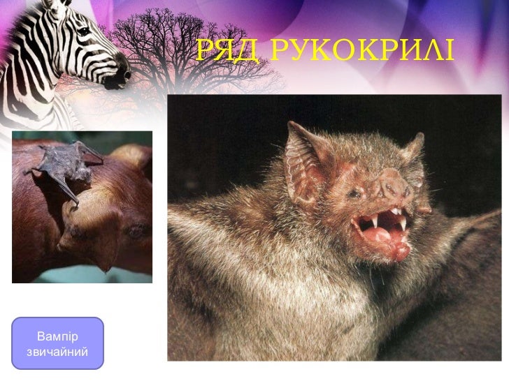 Pізноманітність ссавців
