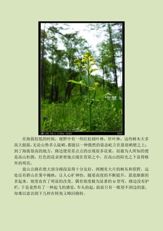 在海拔较低的时候，视野中有一些红松阔叶林，针叶林，这些树木大多
高大挺拔，无论山势多么陡峭，都能以一种傲然的姿态屹立在悬崖峭壁之上；
到了海拔很高的地方，路边便星星点点的出现很多花束，而最为人所知的便
是高山杜鹃，红色的花朵密密地点缀在苔原之中，在高山的阳光之下显得格
外的明亮。
  盘山公路在绝大部分路段显得十分友好，两侧有大片的树丛和原野，远
处还有群山在雾中掩映，让人心旷神怡。随着高度的不断提升，悬崖渐渐的
多起来，坡度也有了明显的改变。偶有坡度极为显著的 U 型弯，路边没有护
栏，于是竟然有了一种起飞的感觉，车头抬起，面前只有一眼望不到边的蓝，
却难以意识到下几秒在转角又峰回路转。
 