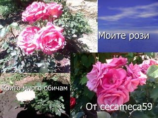 Моите рози Които много обичам … От  cecameca59 