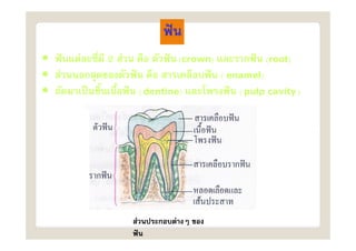 •     F   2 F                   (crown)
                                 crown)               (root)
                                                       root)
• F                                       ( enamel)
                                            enamel)
•                   ( dentine)
                      dentine)               ( pulp cavity )




                F           F
 