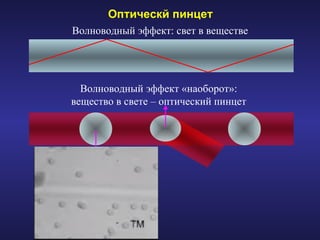 Оптическй пинцет Волноводный эффект: свет в веществе Волноводный эффект «наоборот»:  вещество в свете – оптический пинцет   