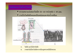 •           F   20-40       F       F 1 . .
•                       F




    .
    .   F                       F
 