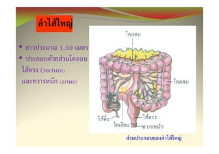 F       F
•            1.50
•          F F
    F   (rectum)
                 (anus)




                          F   F   F
 