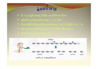 •   3 F       F F           F         F
•                               1-1.5
•                   F             F     99..5 pH 6.2-7.4
                                        99
•   F                               F    F
•         F             F
 