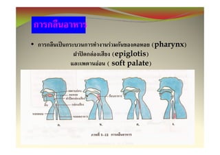 •            F           (pharynx)
    F         (epiglotis)
        F   ( soft palate)
 