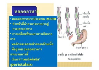 •                   25 cm
•       F            F

•

                F
    F

     F
(peristalsis)
 
