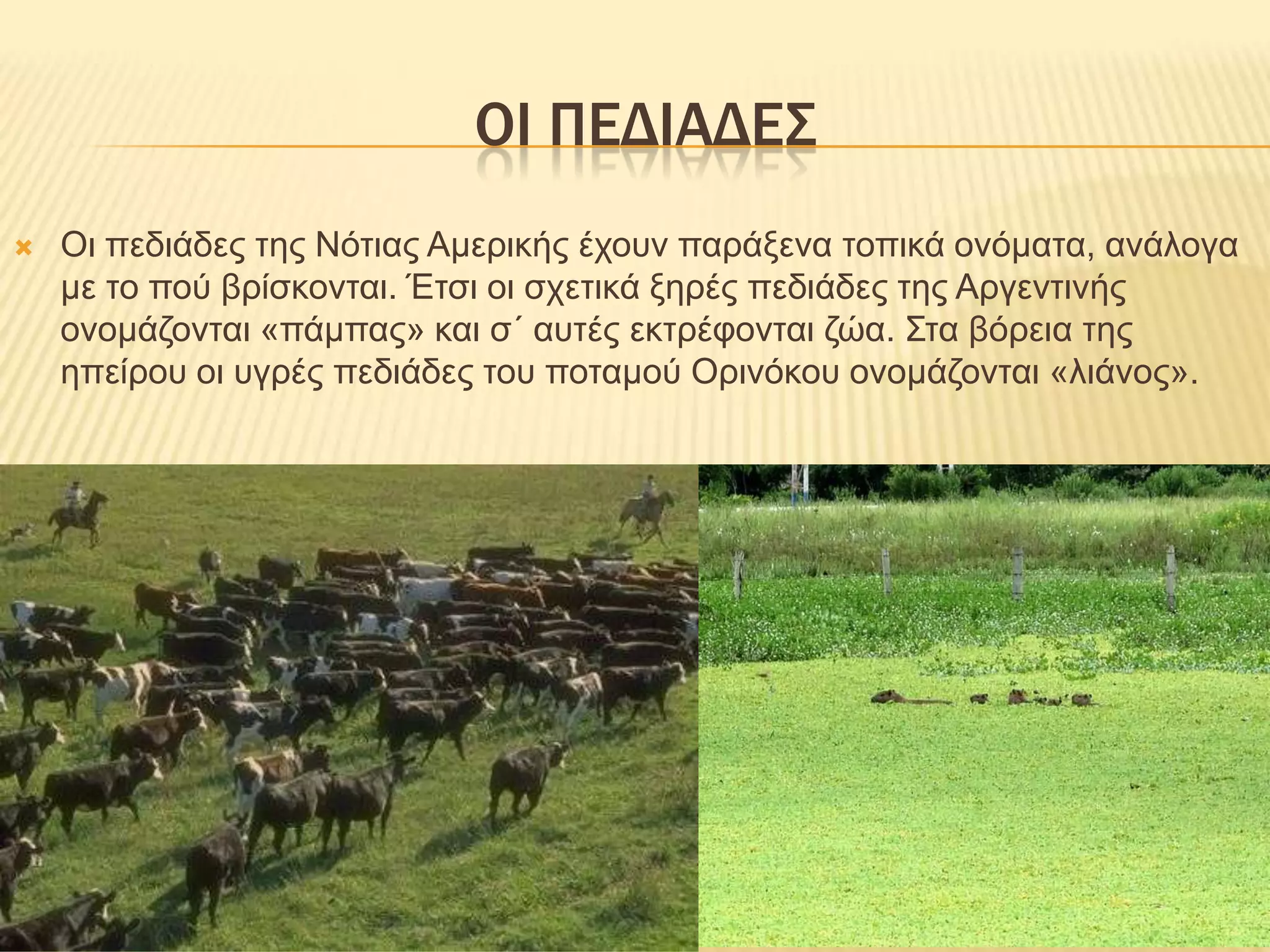 ΟΙ ΠΕΔΙΑΔΕΣΟι πεδιάδες της Νότιας Αμερικής έχουν παράξενα τοπικά ονόματα, ανάλογα με το πού βρίσκονται. Έτσι οι σχετικά ξηρές πεδιάδες της Αργεντινής ονομάζονται «πάμπας» και σ΄ αυτές εκτρέφονται ζώα. Στα βόρεια της ηπείρου οι υγρές πεδιάδες του ποταμού Ορινόκου ονομάζονται «λιάνος».