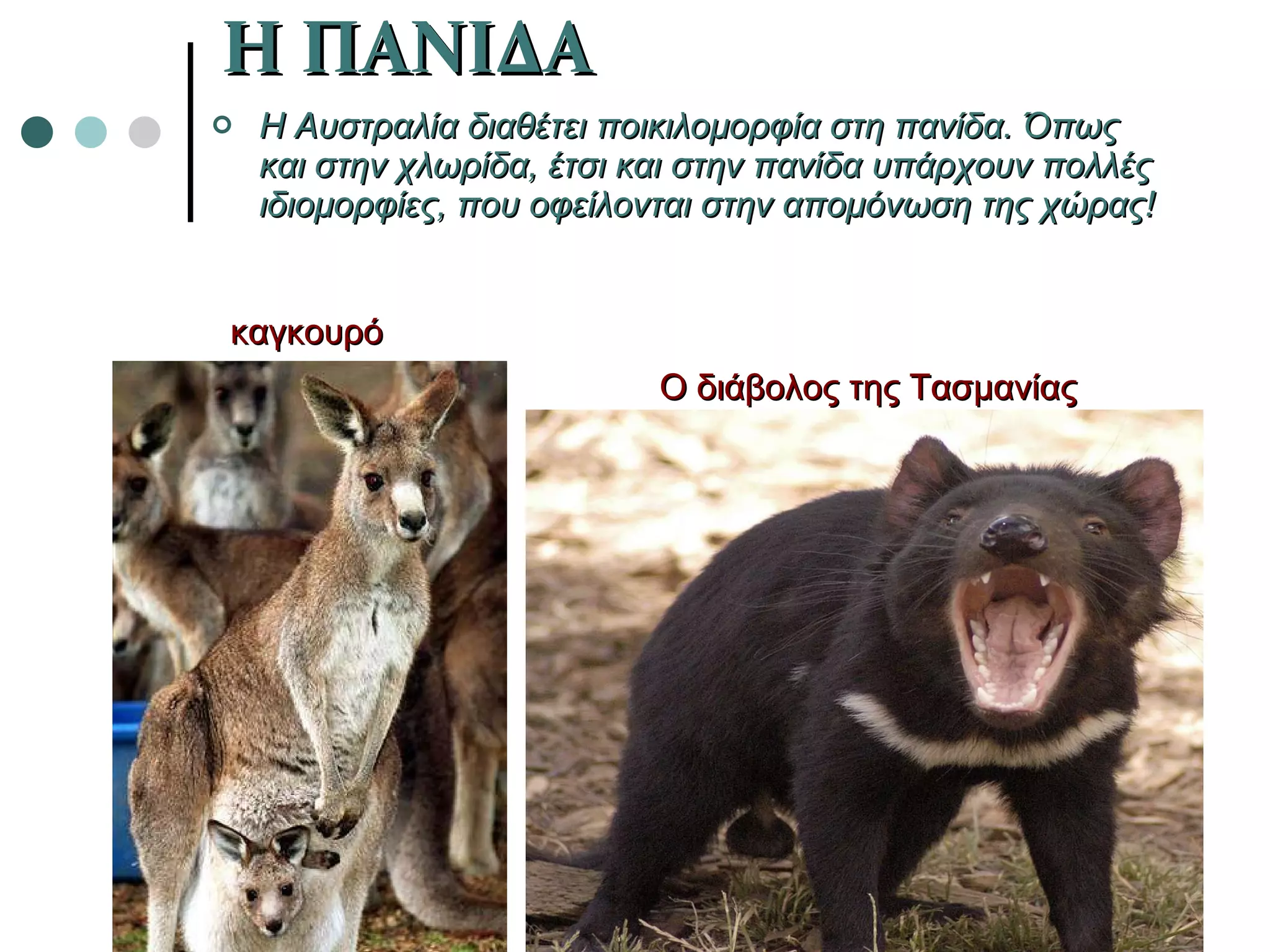 Η ΠΑΝΙΔΑ Η Αυστραλία διαθέτει ποικιλομορφία στη πανίδα. Όπως και στην χλωρίδα, έτσι και στην πανίδα υπάρχουν πολλές ιδιομορφίες, που οφείλονται στην απομόνωση της χώρας!   καγκουρό Ο διάβολος της Τασμανίας 