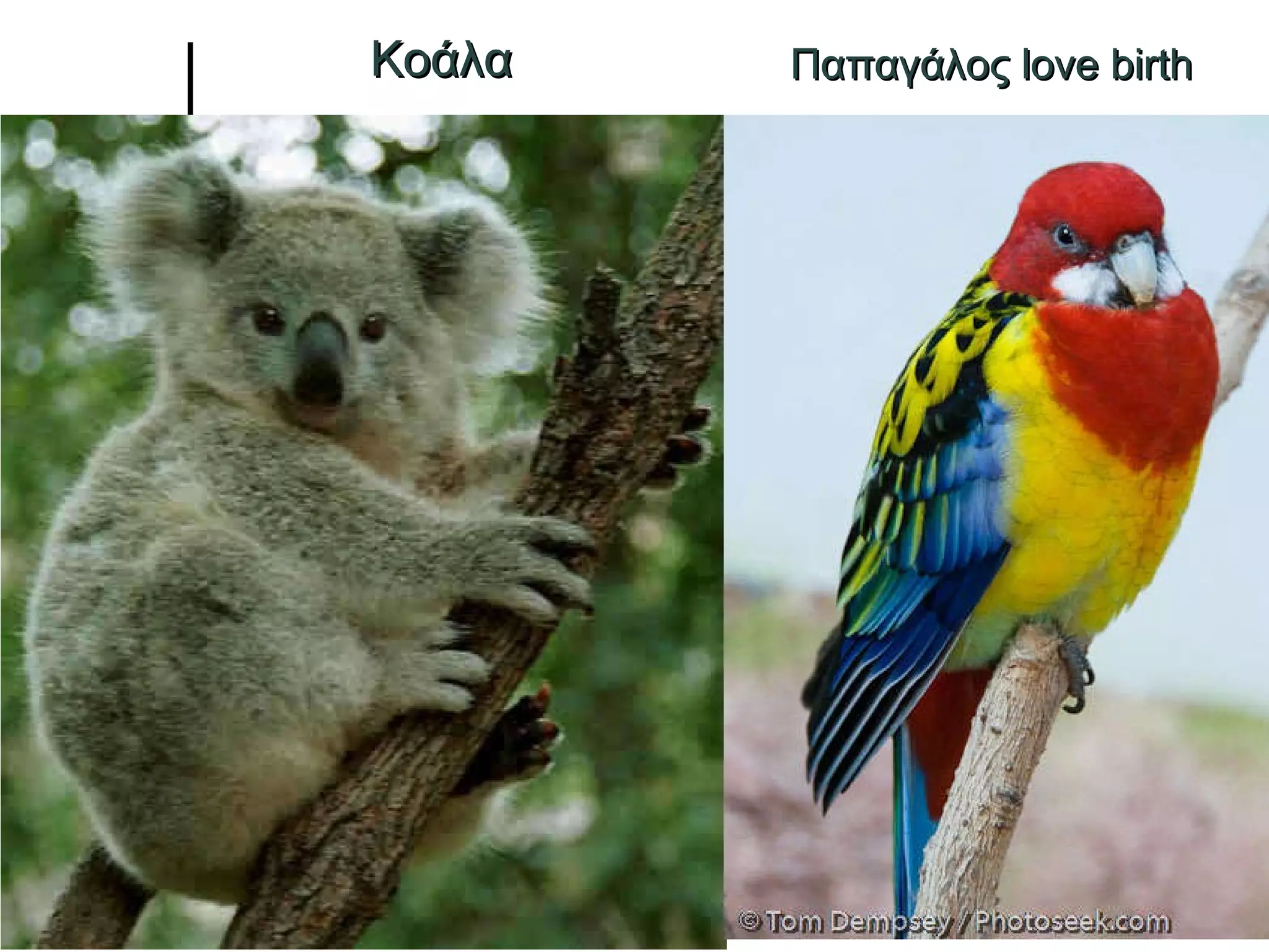 Κοάλα Παπαγάλος  love birth 