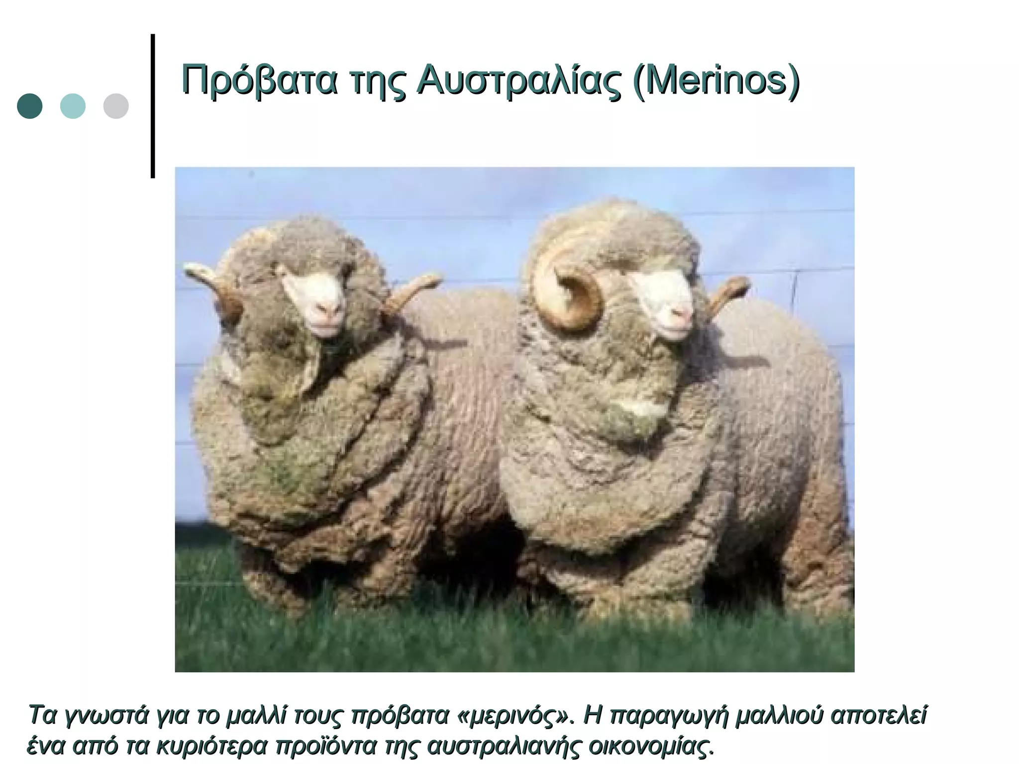 Πρόβατα της Αυστραλίας ( Merinos) Τα γνωστά για το μαλλί τους πρόβατα «μερινός». Η παραγωγή μαλλιού αποτελεί ένα από τα κυριότερα προϊόντα της αυστραλιανής οικονομίας.  