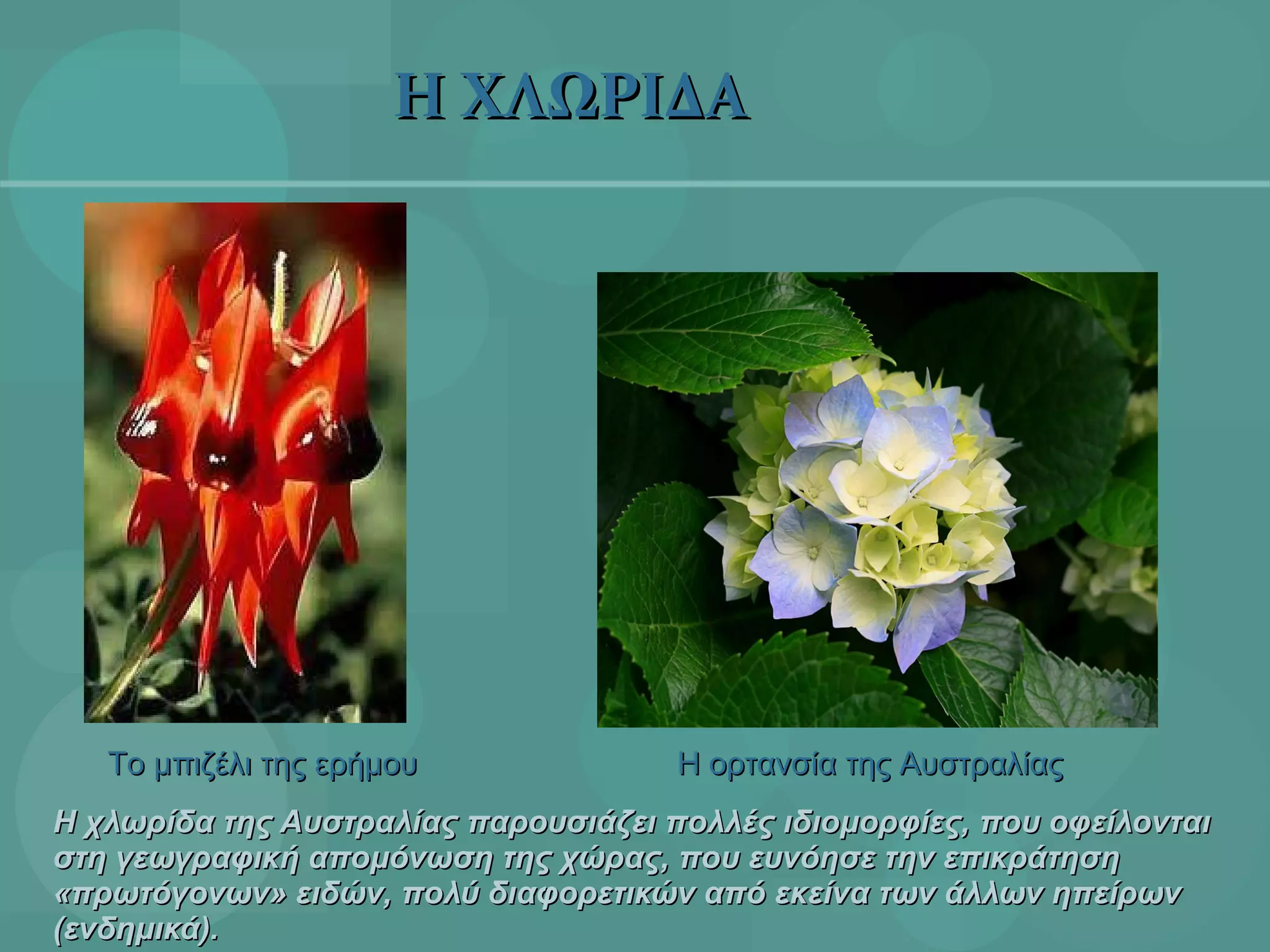 Η χλωρίδα της Αυστραλίας παρουσιάζει πολλές ιδιομορφίες, που οφείλονται στη γεωγραφική απομόνωση της χώρας, που ευνόησε την επικράτηση «πρωτόγονων» ειδών, πολύ διαφορετικών από εκείνα των άλλων ηπείρων (ενδημικά). Το μπιζέλι της ερήμου Η ορτανσία της Αυστραλίας Η ΧΛΩΡΙΔΑ 