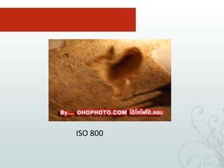 พบสถานที่ห้ามใช้แฟลชภาพที่ 2 พอเราตั้งเป็น ISO 800 ก็จะเริ่มเห็นแล้วว่ามีกวางอยู่ 1 ตัว