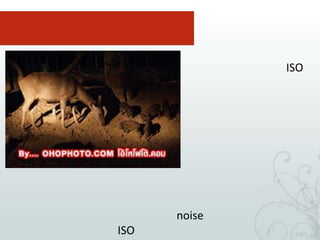 พบสถานที่ห้ามใช้แฟลชภาพที่ 3 รูปนี้ตั้ง ISO ถึง 1600 ครับ จึงได้เห็นทั้งกวาง และ ลูกหมูป่า หากินดินโป่งในเวลากลางคืน ซึ่งน่ารักมาก และ ไม่ค่อยเห็นภาพอย่างนี้ได้ง่าย ๆเห็นไหมครับว่า เราก็สามารถถ่ายภาพในที่แสงน้อยได้โดยไม่ต้องใช้แฟลช แต่ สิ่งที่ต้องแลกก็คือภาพจะมีเกรนหยาบ หรือ ที่ภาษากล้องเรียบว่า noise ค่อนข้างมากนั้นเองครับ จึงควรใช้ISO สูง ๆ เมื่อจำเป็นจริง ๆ เท่านั้น
