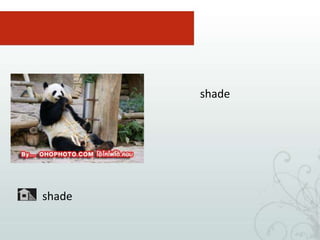 ถ่ายภาพออกโทนเขียว ทั้งภาพเลยภาพที่ 2 ภาพนี้ถ่ายด้วย สมดุลแสงขาวshade หรือ ภาพในร่ม ในอาคาร            ก็จะได้ภาพแพนด้า ที่น่ารัก              ด้วยสีที่สมจริง มากขึ้น ลองเรียนรู้จาก             คู่มือกล้องให้มาก ๆ แล้วท่านจะ             ก้าวผ่านมือใหม่ได้โดยเร็วครับshade
