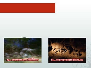 สรุป 10 ข้อที่มือใหม่5.  พบสถานที่ห้ามใช้แฟลชแล้วถ่ายภาพไม่ได้เลย       สรุป เราได้อะไรจากบทนี้1. ถ้าจำเป็นต้องถ่ายภาพในที่แสงน้อย จริง ๆ แล้วใช้แฟลชไม่ได้ก็ให้ตั้ง ISO สูงขึ้น2.ข้อเสียคือภาพจะหยาบ ขึ้นมีเกรนเล็ก ๆ เต็มภาพ ดังนั้น ควรตั้งกลับไปที่ค่า 100 หรือISO 200 หลังจากถ่ายภาพเสร็จแล้ว