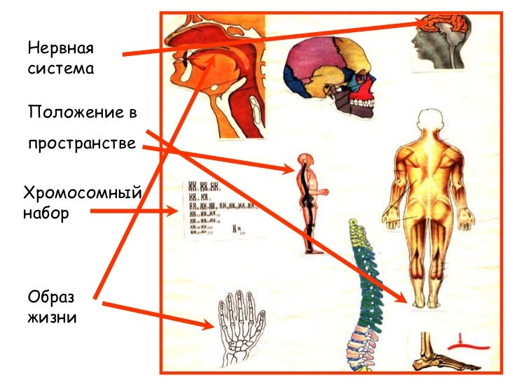 Схема биологий человека