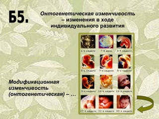 Онтогенетическая изменчивость  – изменения в ходе индивидуального развития Модификационная изменчивость  (онтогенетическая)  – … 
