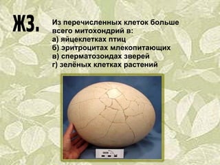 Из перечисленных клеток больше всего митохондрий в: а) яйцеклетках птиц б) эритроцитах млекопитающих в) сперматозоидах зверей г) зелёных клетках растений 