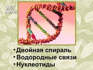 Двойная спираль Водородные связи Ну клеотиды 