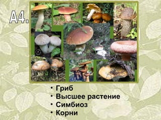 Гриб Высшее растение Симбиоз Корни 