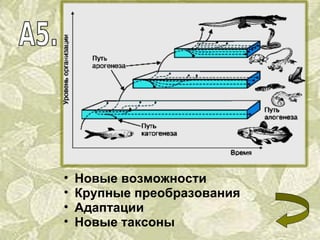 Новые возможности Крупные преобразования Адаптации Новые таксоны 