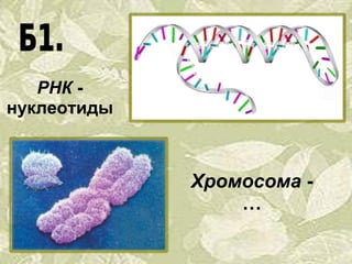 РНК  - нуклеотиды Хромосома  - … 