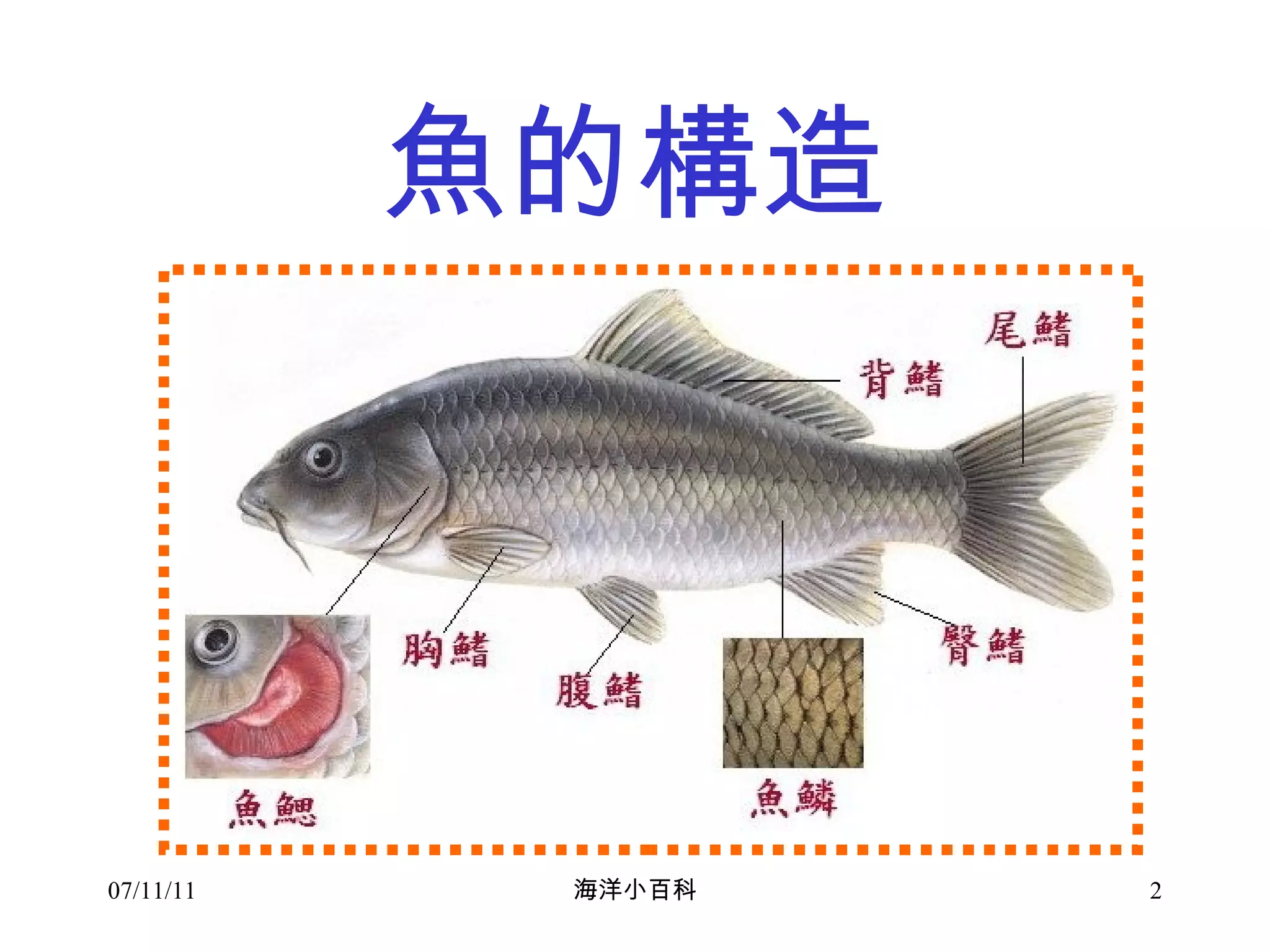 海洋小百科