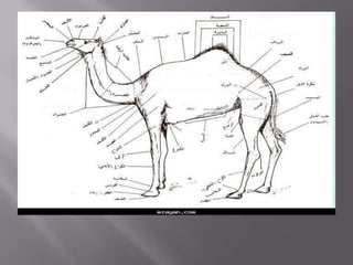 رسم خطياجزاء الجمل